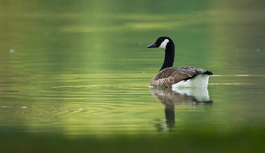 Kanadagans,Branta canadensis,