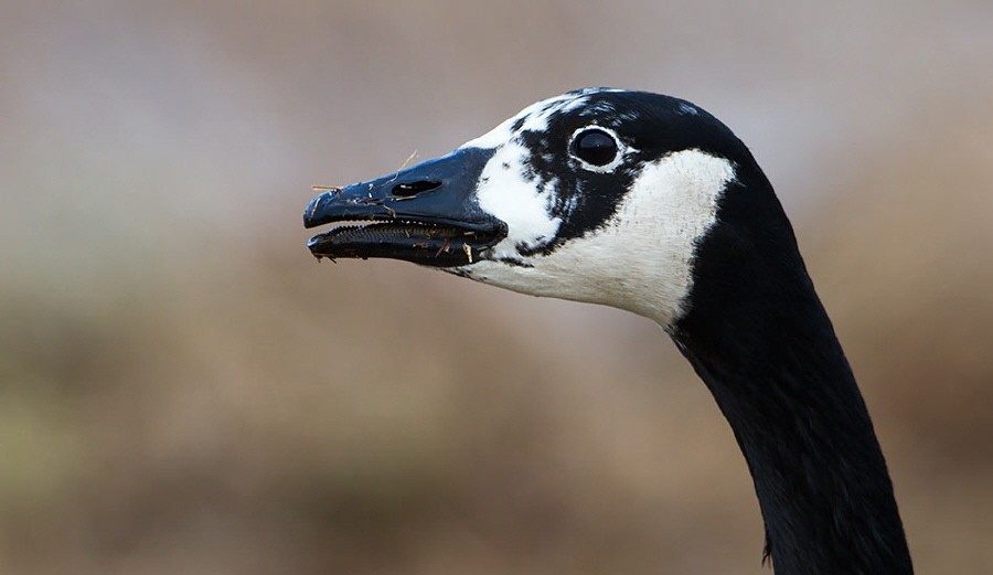 Kanadagans (Branta canadensis)