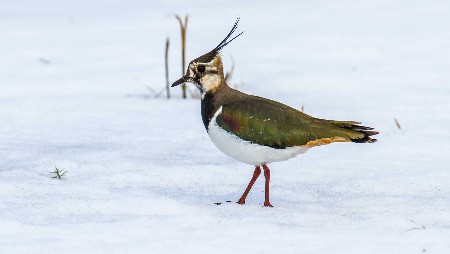 Watvögel,Möwen,Alkenvögel,Kiebitz,brachvogel,