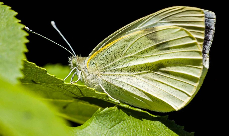 Kohlweissling, schmetterling, falter,