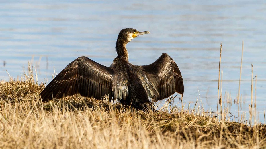 Ruderfüßer (Pelecaniformes),Kormoran,