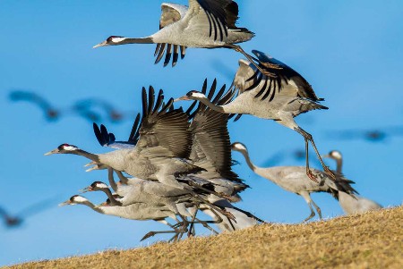 Schreitvögel (Ciconiiformes),kranich,grauer kranich,grus grus,