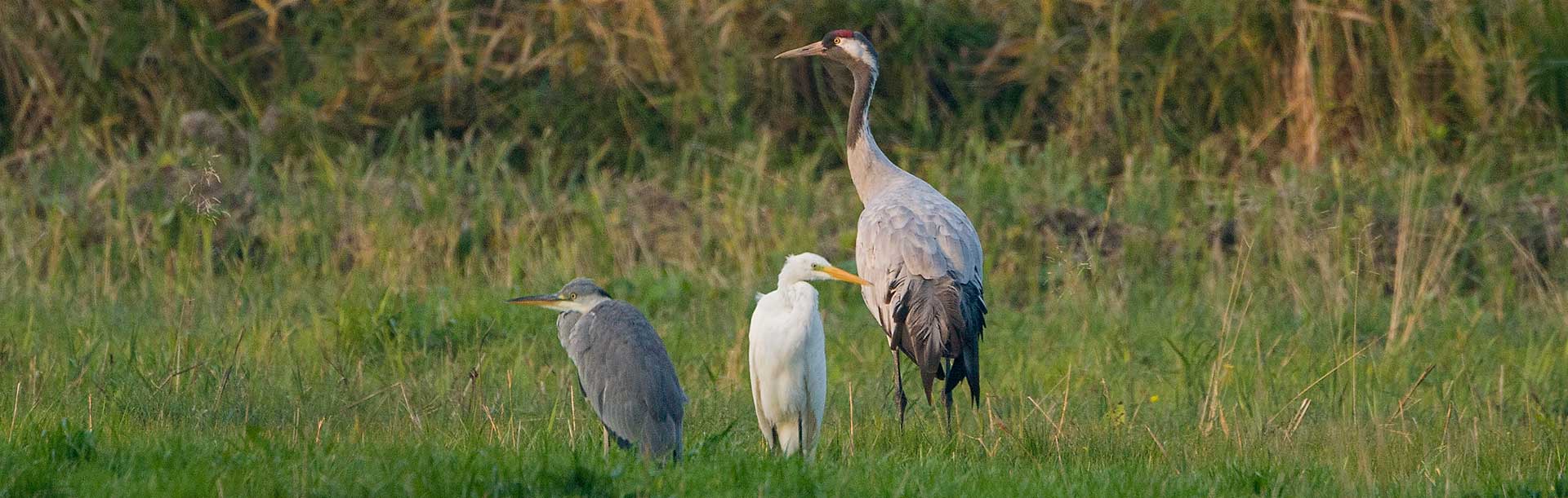 kranich,reiher,silberreiher,