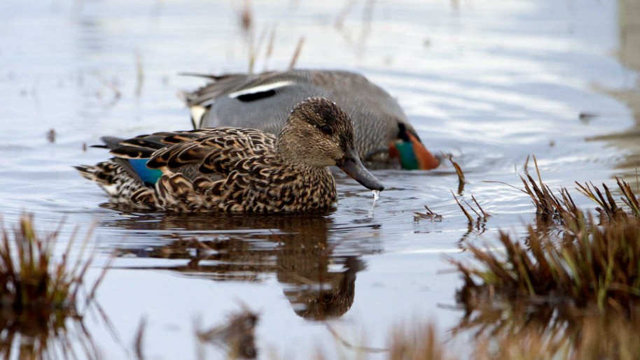 Krickente,Eurasian Teal,Anas crecca,Anas crecca,