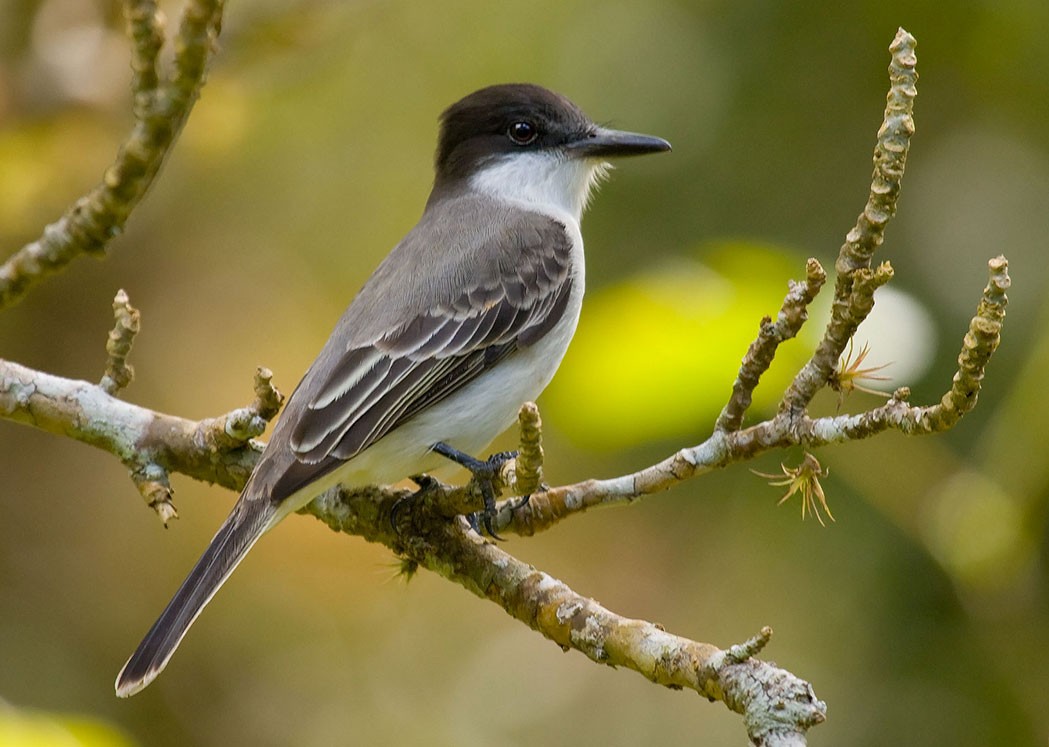 Vogel auf kuba