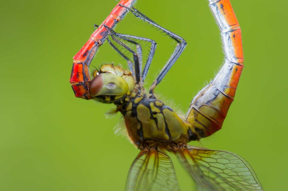 Libellen (Odonata)