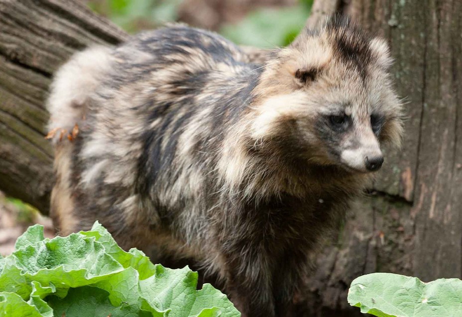 Marderhund (Nyctereutes procyonoides)