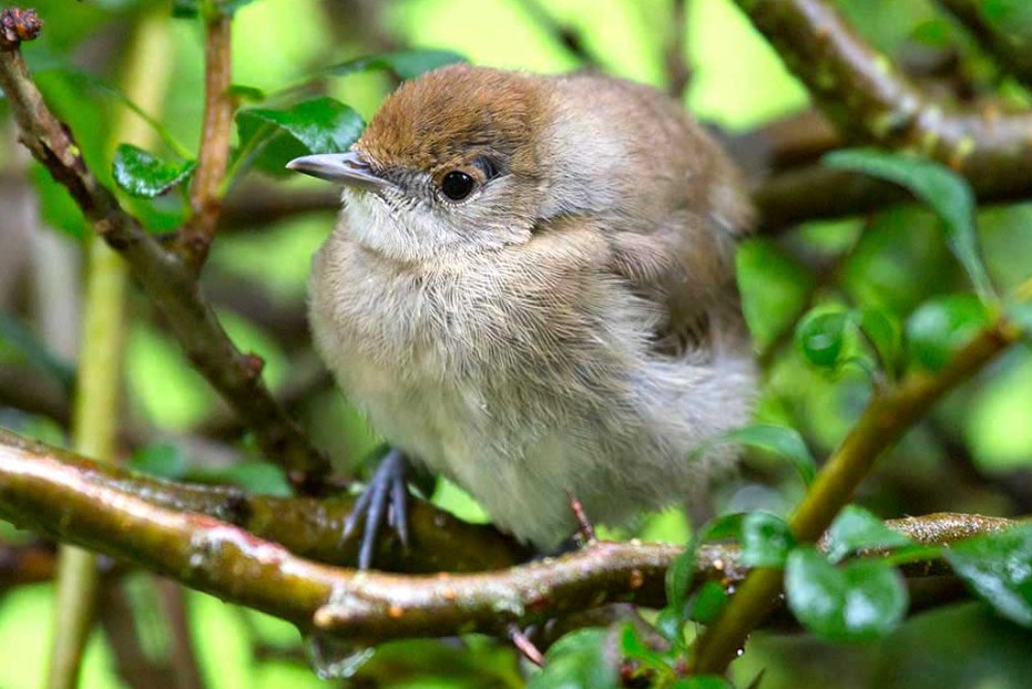 Mönchsgrasmücke, Eurasian Blackcap