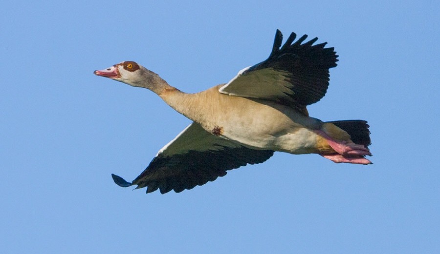 Nilgans (Alopochen aegyptiaca)