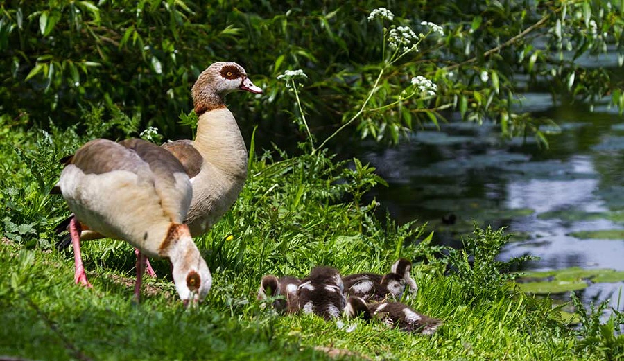 Nilgans,Alopochen aegyptiaca,