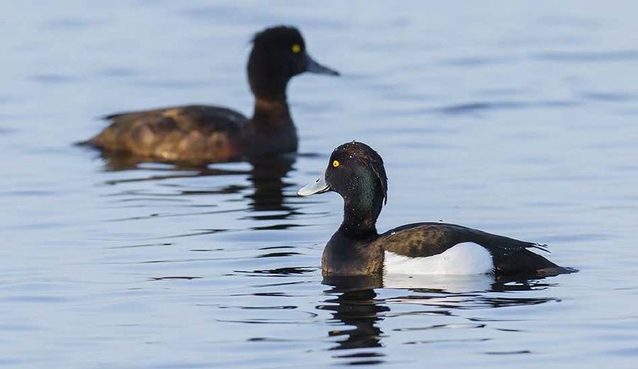 Reiherente,Aythya fuligula,