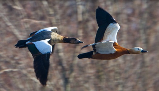 Rostgans (Tadorna ferruginea)