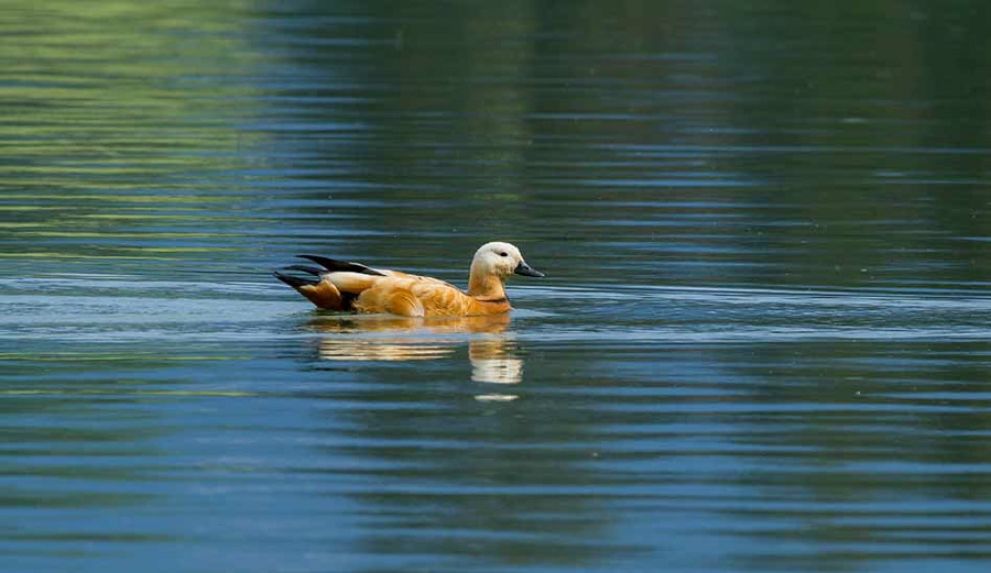 Rostgans,Tadorna ferruginea,