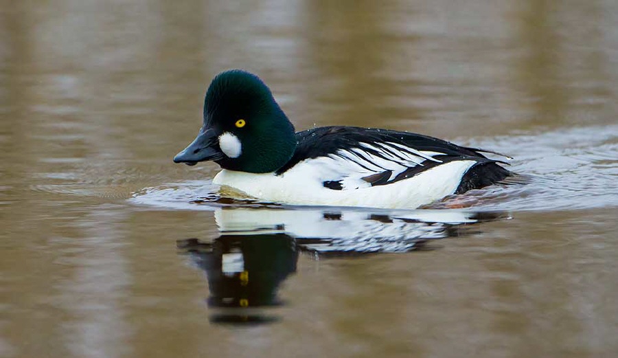 Schellente,Bucephala clangula,