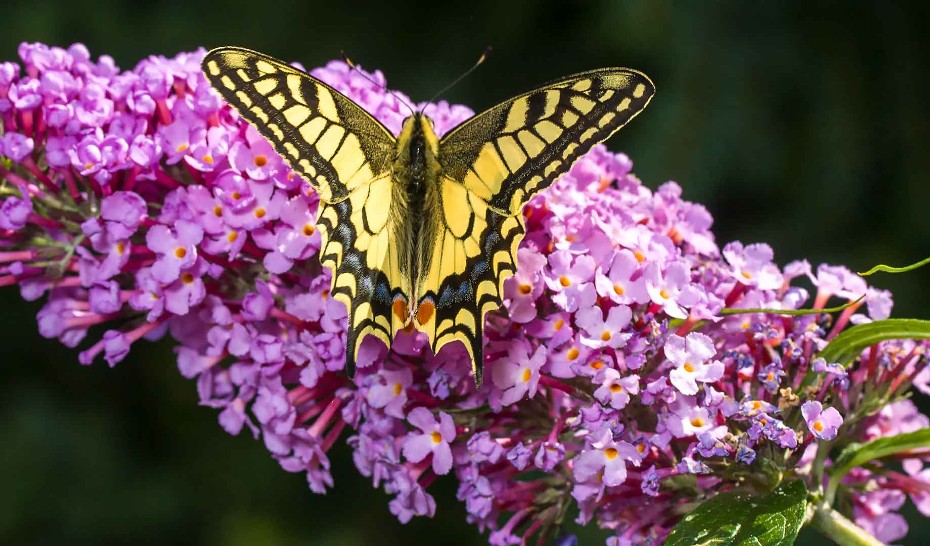 Schwalbenschwanz, Schmetterling, Buddlea,