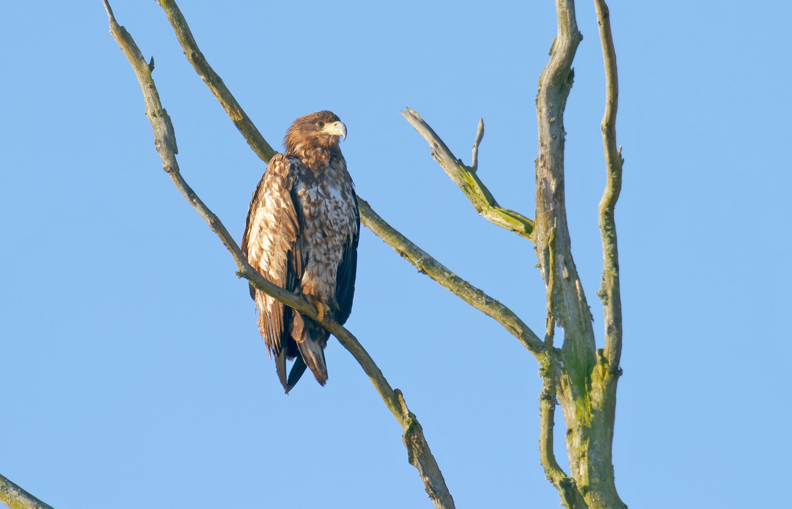 seeadler