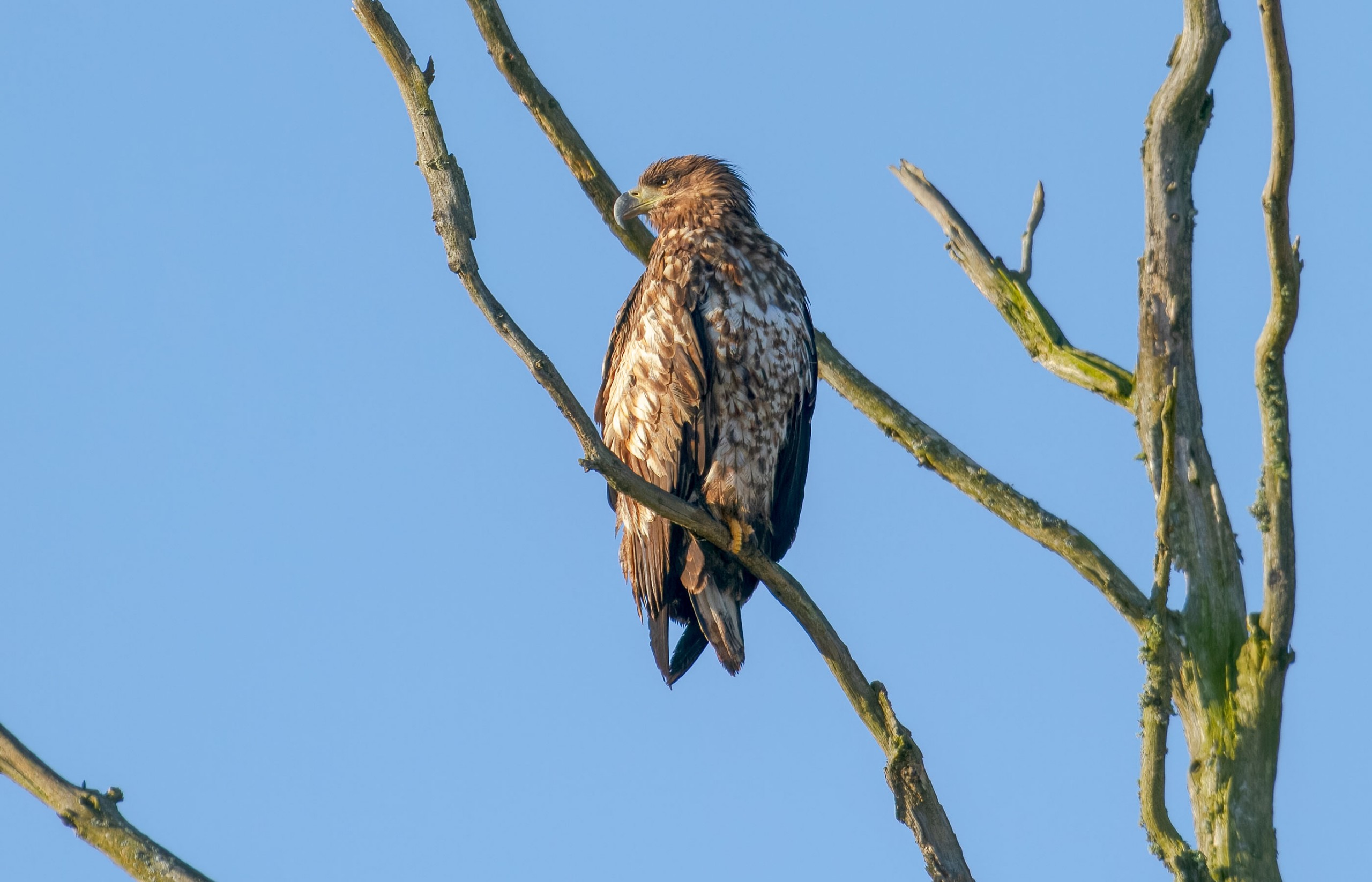 seeadler hornborgasjön