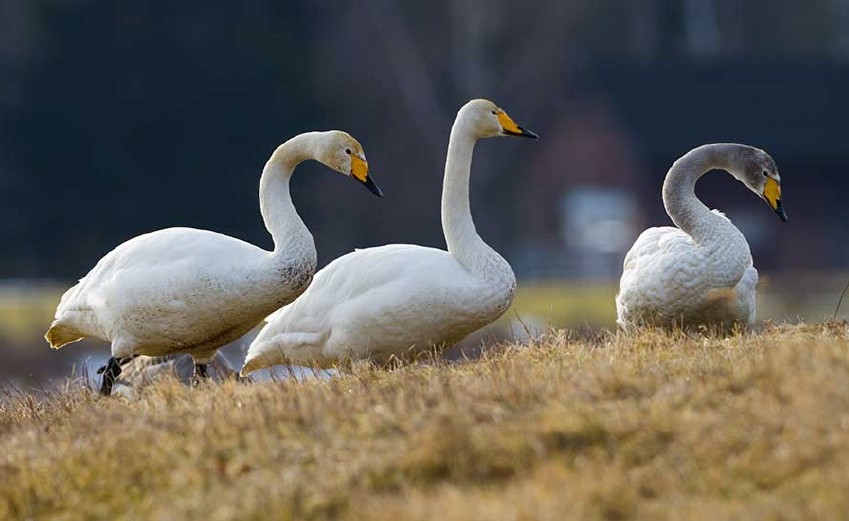 Singschwan