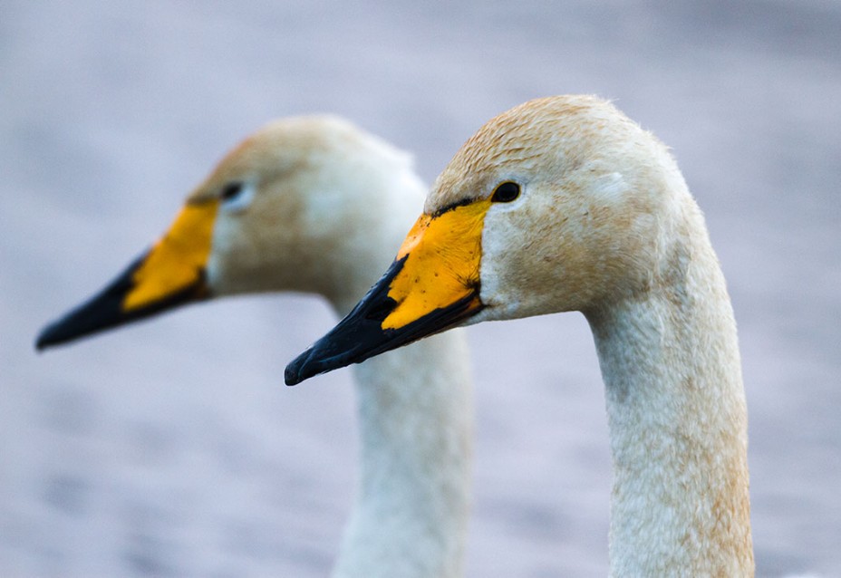 Sing- u. Höckerschwäne (Cygnus cygnus)