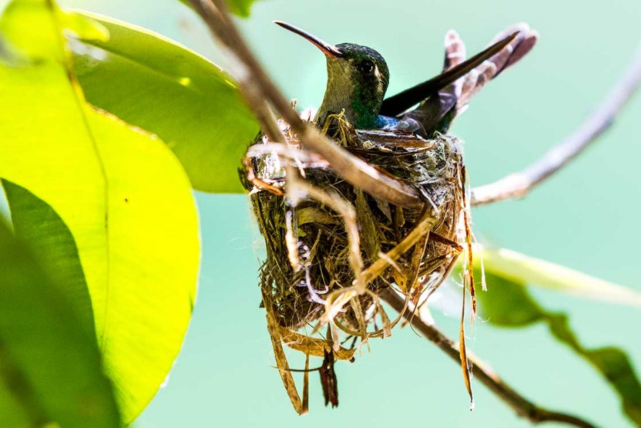 Smaragdkolibri (Chlorostilbon ricordii)