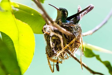 Smaragdkolibri,kolibri,