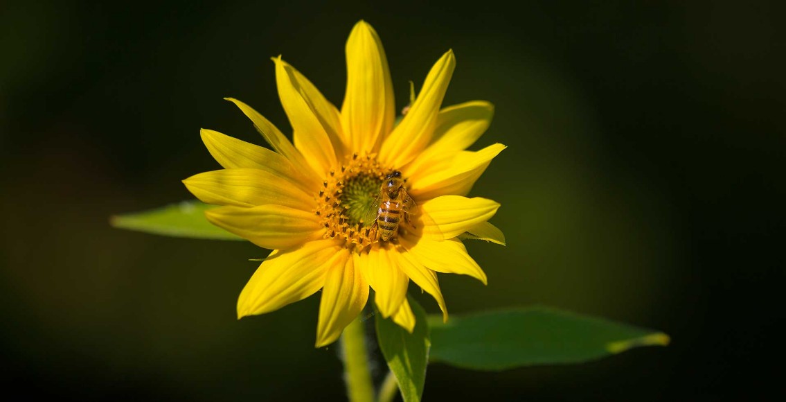 sonnenblume mit Biene