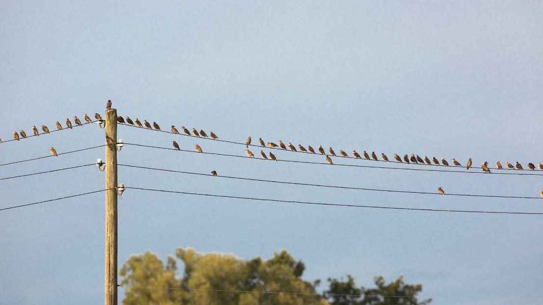 Star,Sturnus vulgaris,Gemeiner Star,