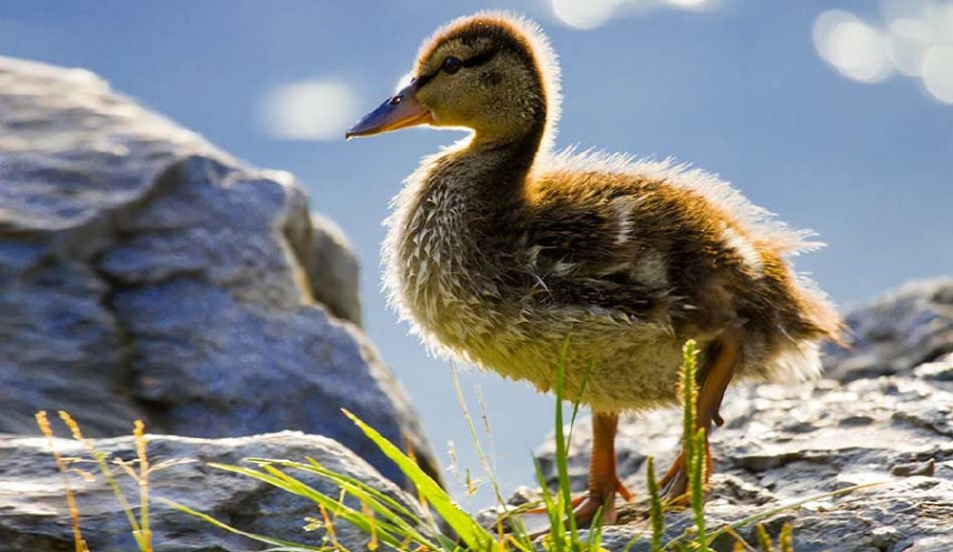 Stockente