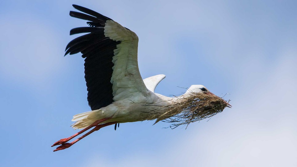 Weissstorch