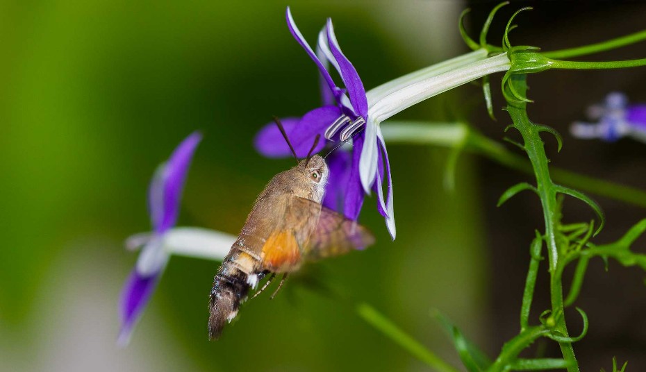 taubenschwänzchen, Macroglossum stellatarum,