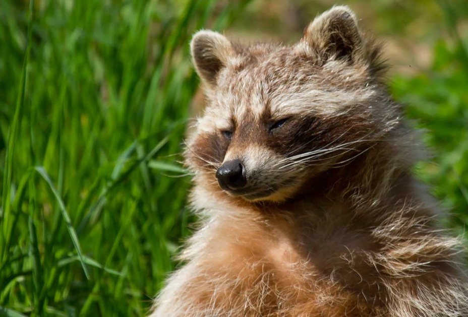 Waschbär (Procyon lotor)