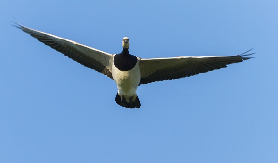 Weißwangengans (Branta leucopsis)